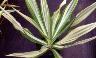 Furcreae gigantea variegata